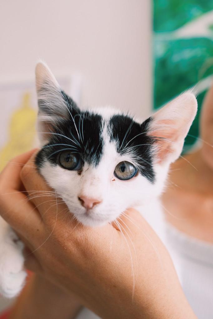 Veterinary Internship