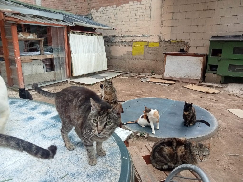 Animal Care
