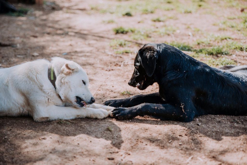 Animal Care