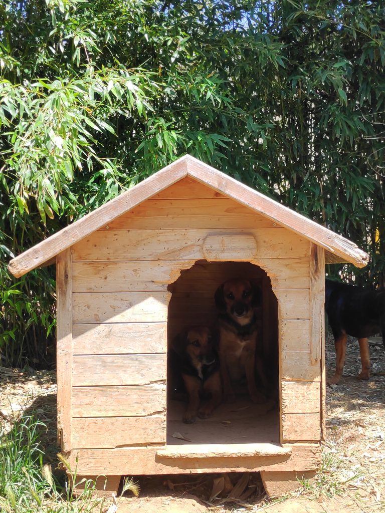 Animal Care
