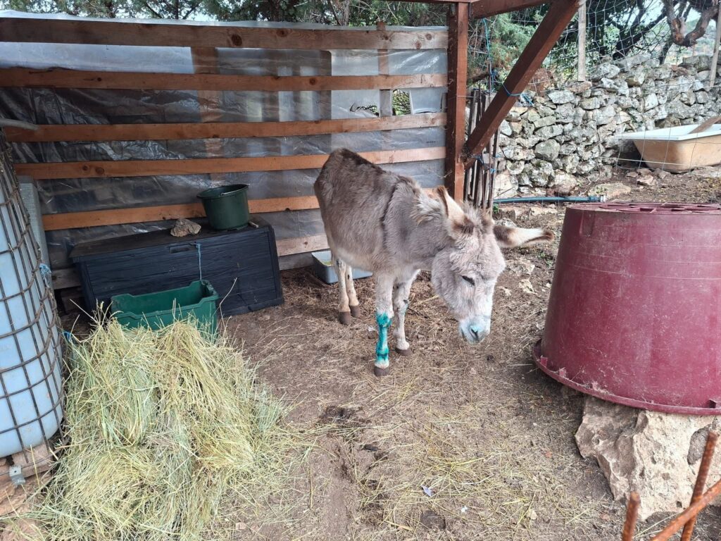Animal Care