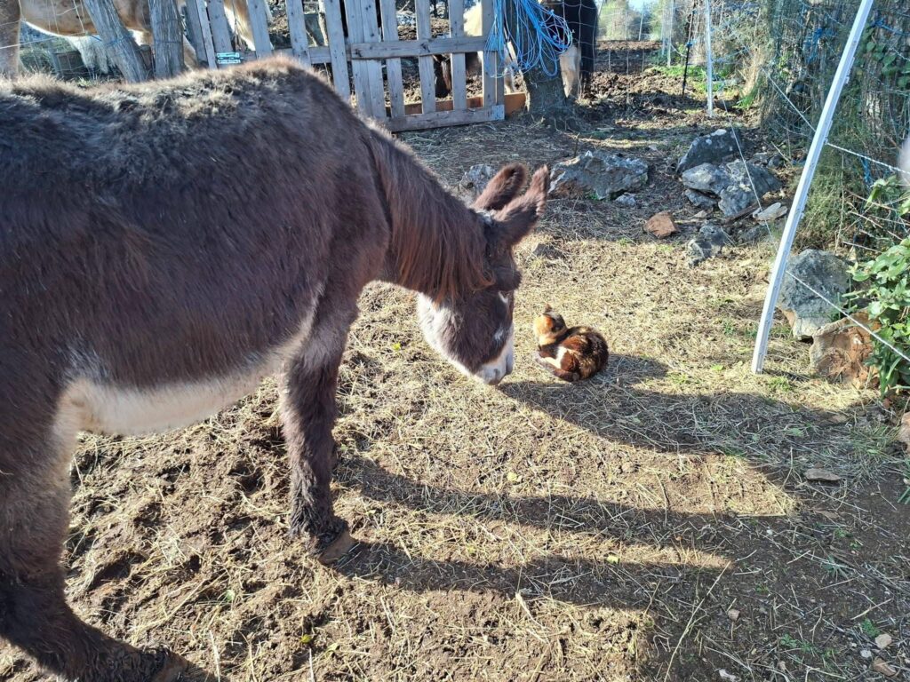 Animal Care