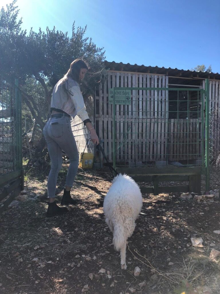 Animal Care