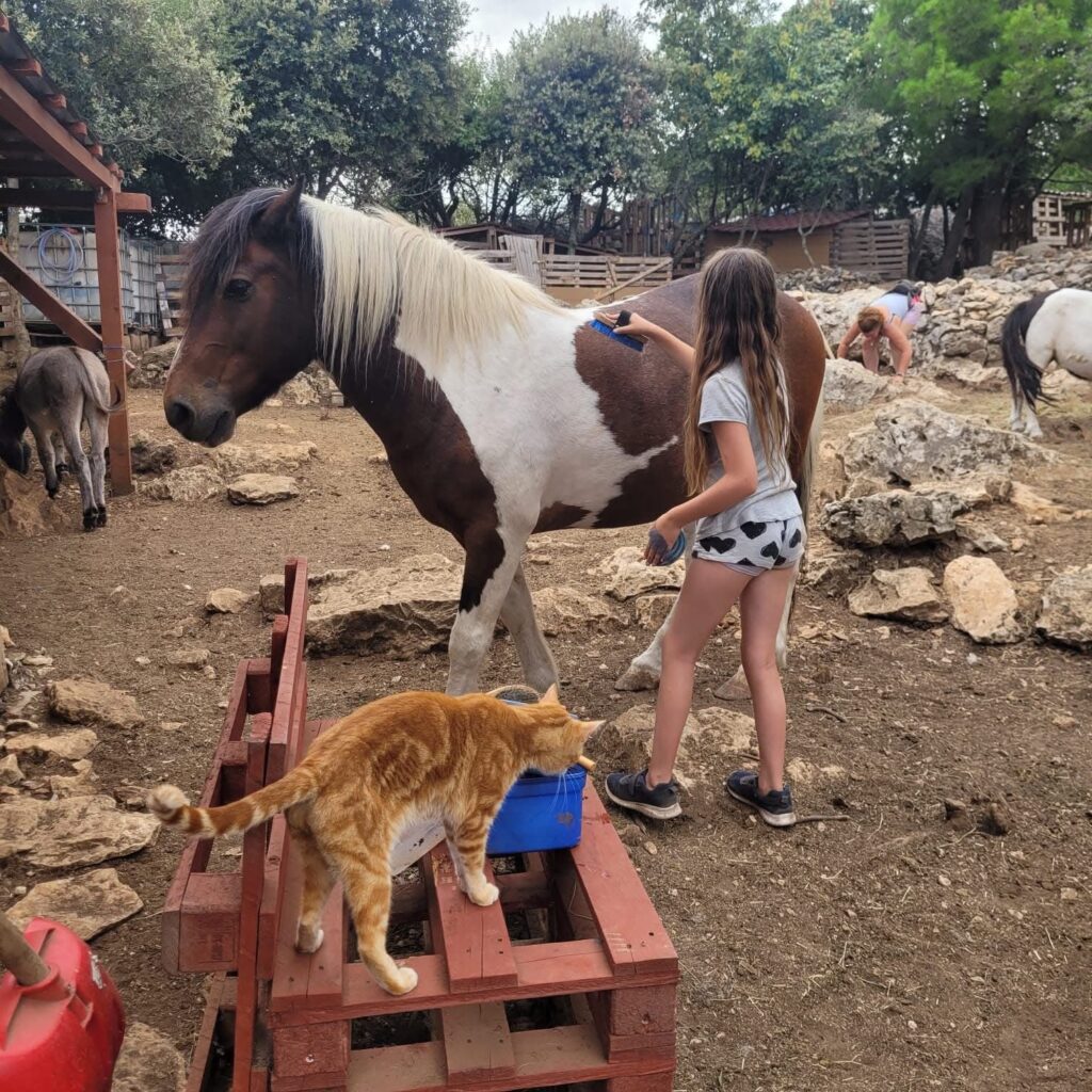 Animal Care