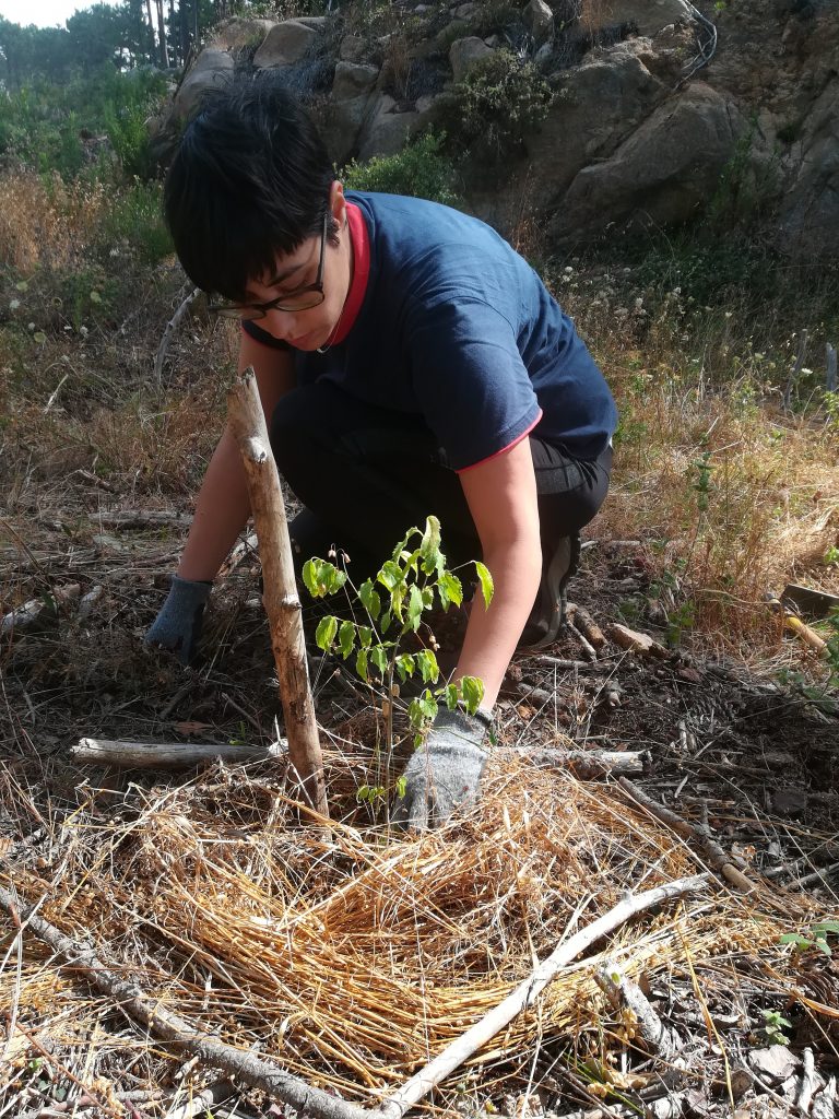 Forest Conservation