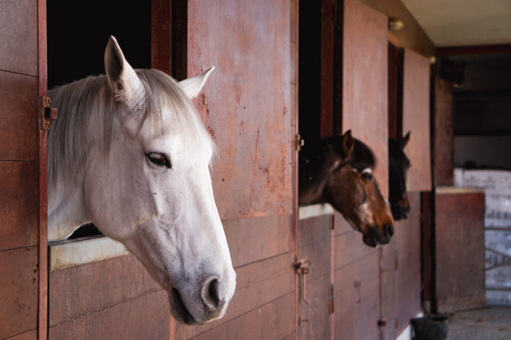 Horse Therapy Support