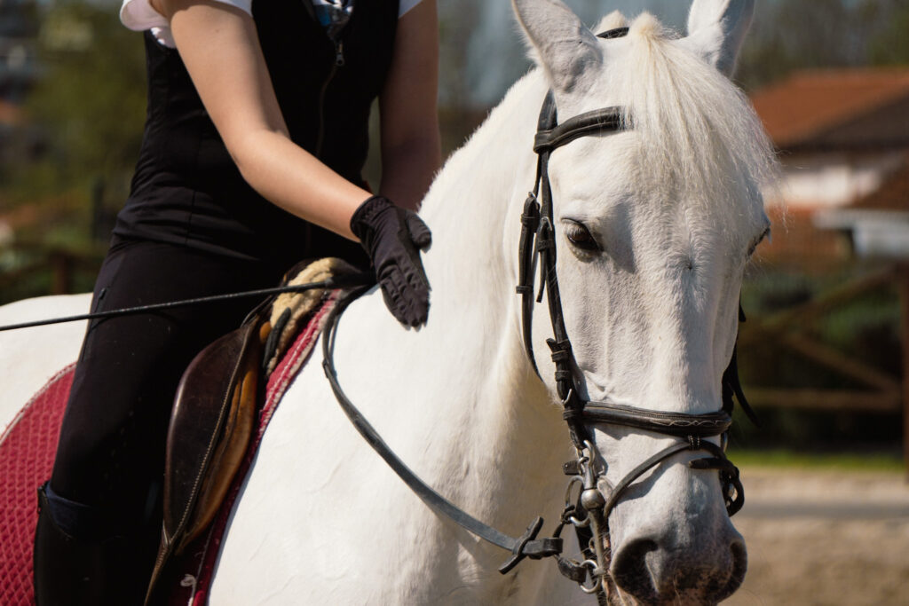 Horse Therapy Support