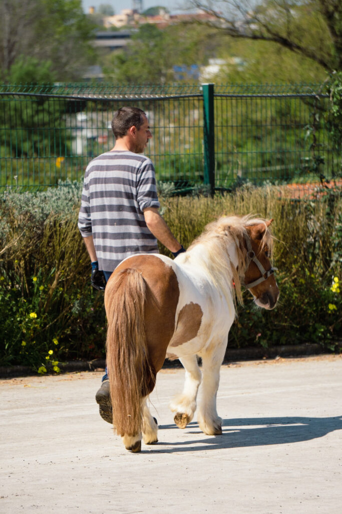 Horse Therapy Support