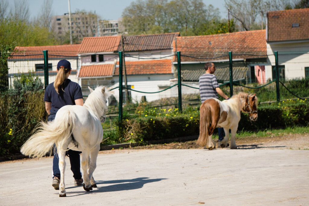 Horse Therapy Support