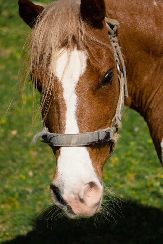 Horse Therapy Support