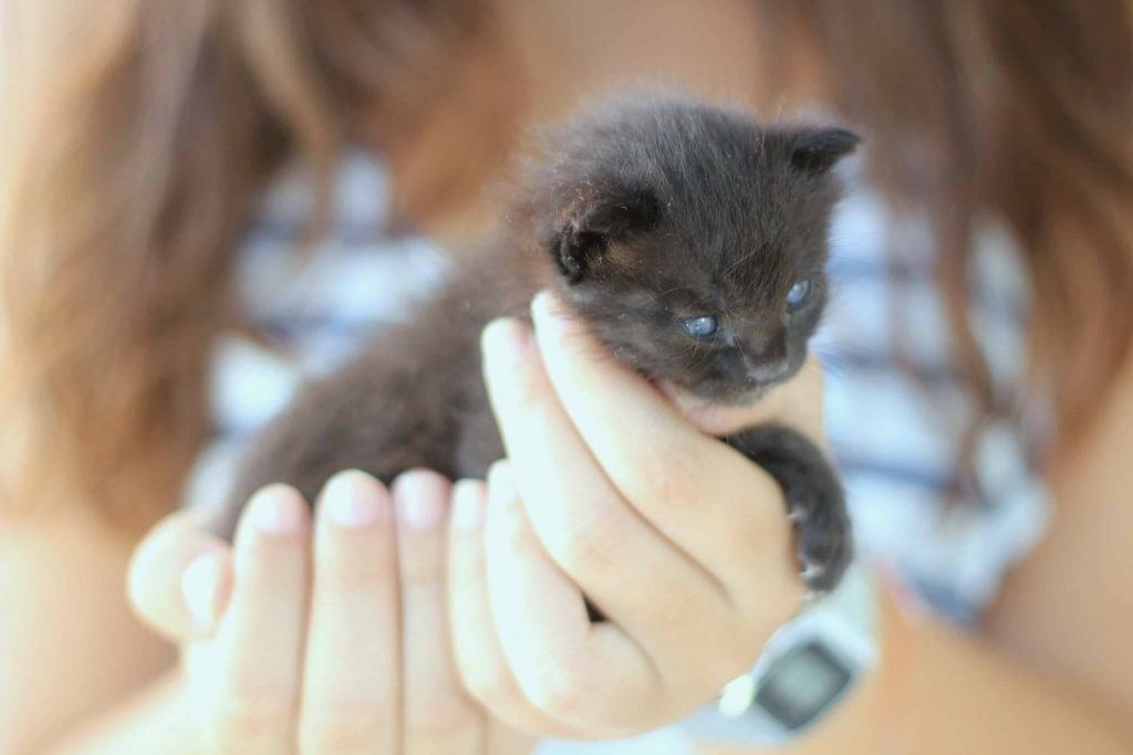 Animal Care
