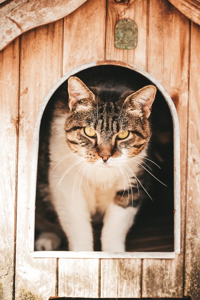 Animal Care