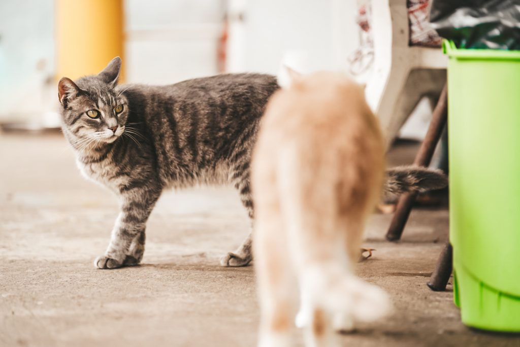 Animal Care