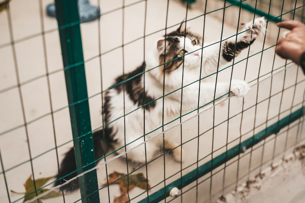 Animal Care