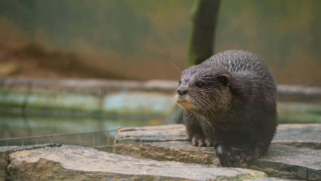 Biological Park Conservation
