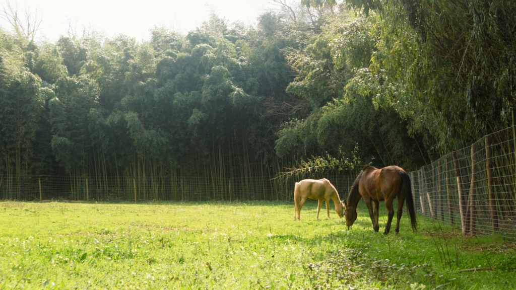 Biological Park Conservation