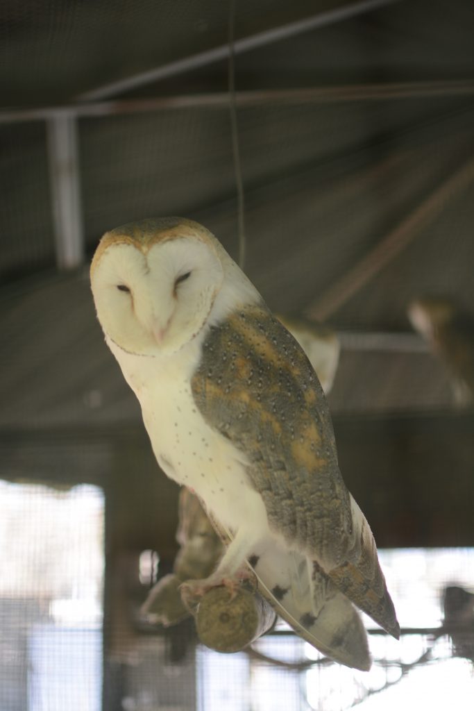 Biological Park Conservation