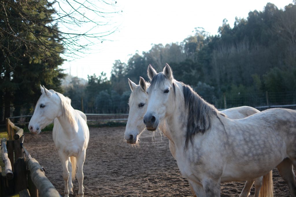 Biological Park Conservation