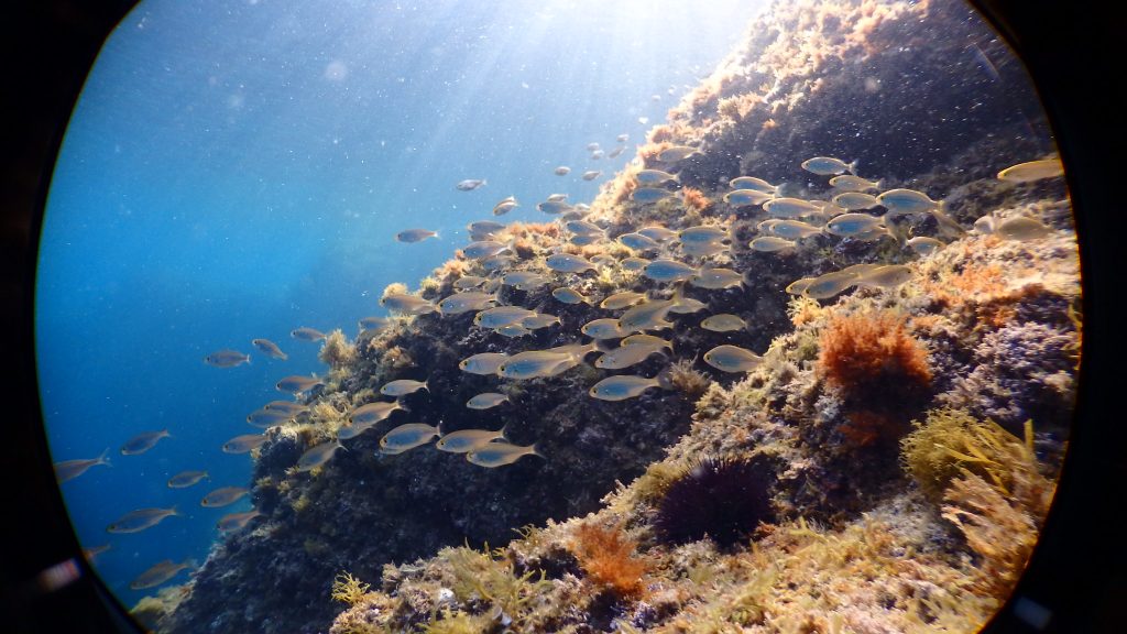 Marine Conservation
