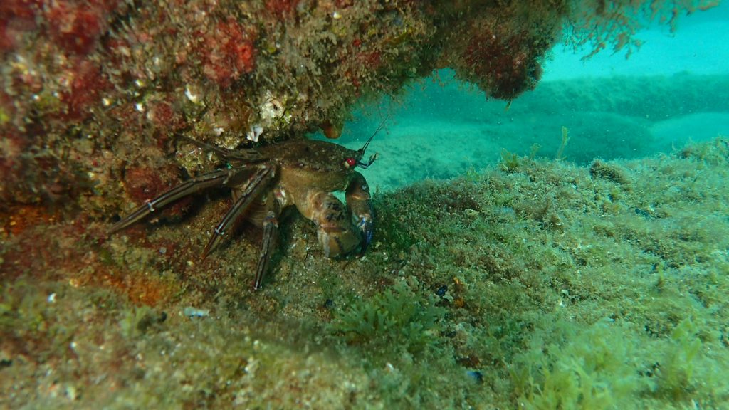 Marine Conservation