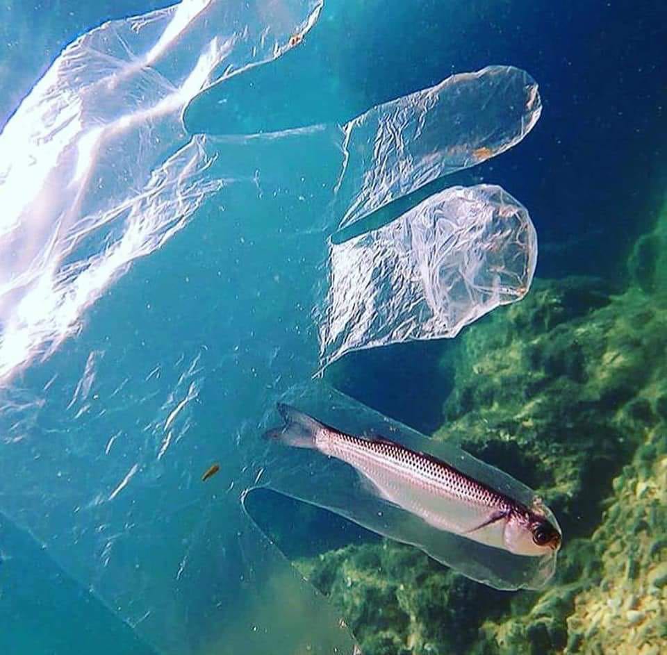 Marine Conservation
