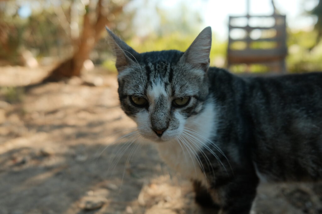 Animal Care