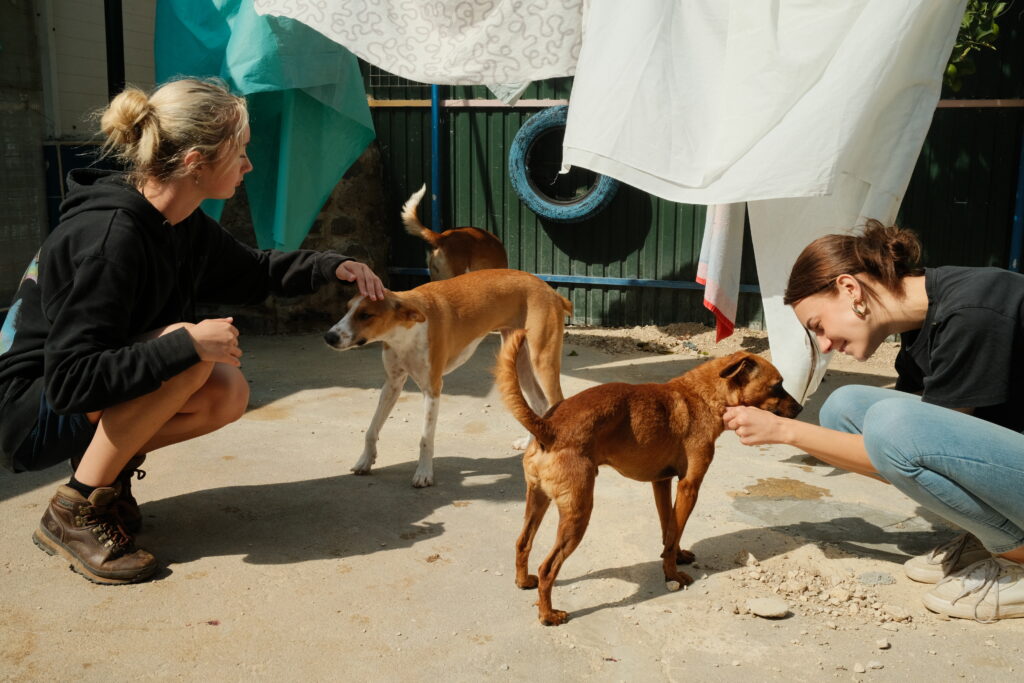 Animal Care