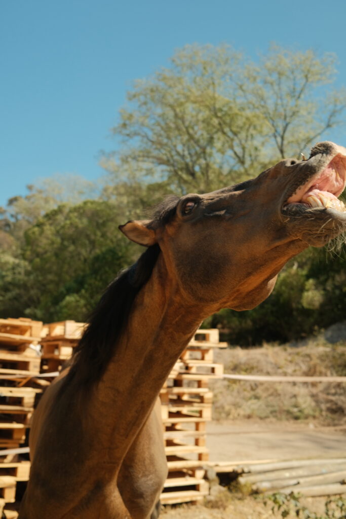 Horse Caretakers