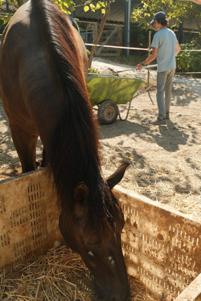 Horse Caretakers