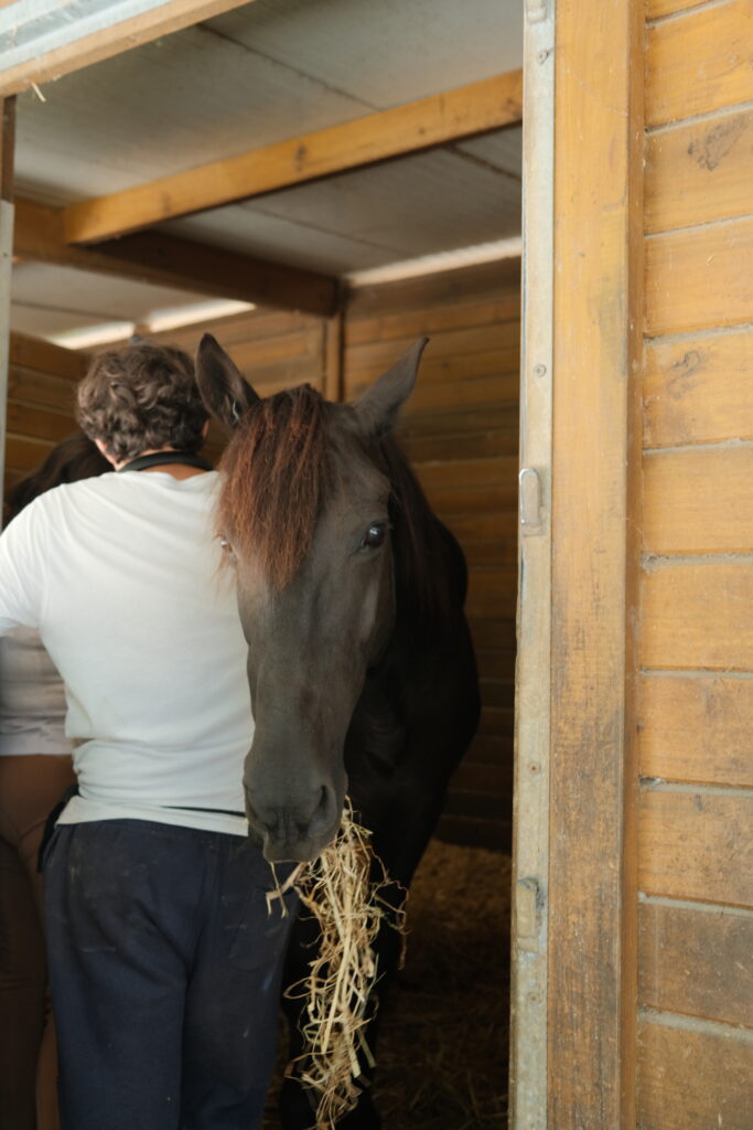 Horse Caretakers