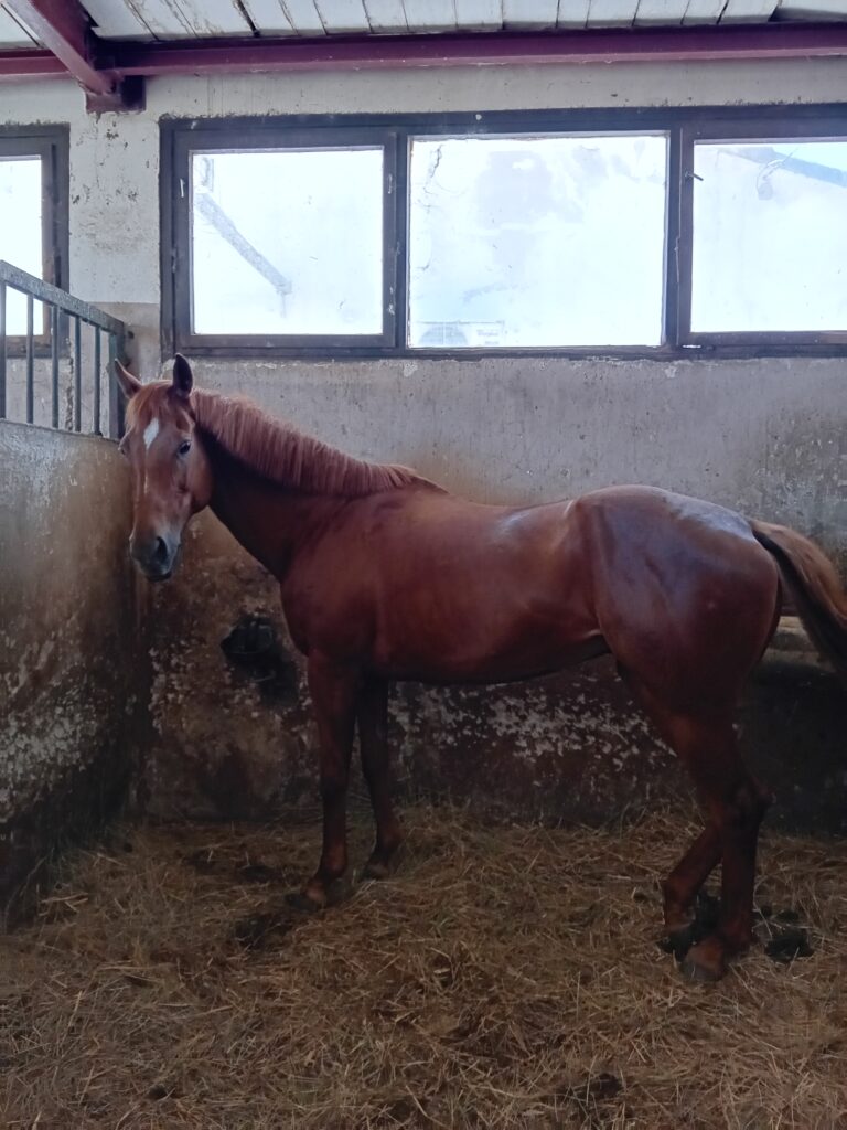 Horse Caretakers